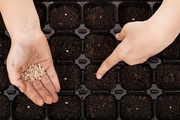 we grow seeds