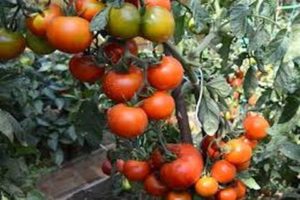 Περιγραφή της ποικιλίας ντομάτας Ιαπωνικός νάνος και απόδοση