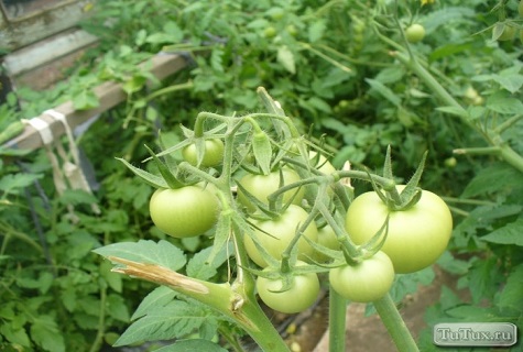 july greens