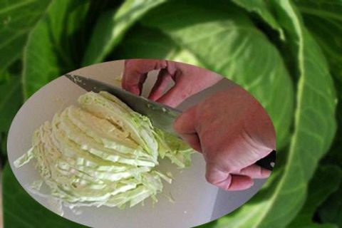 здробљени купус