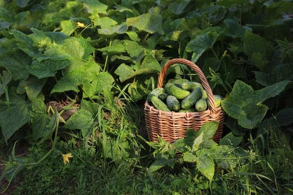 harvest for conservation