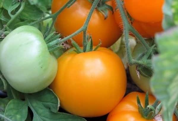 Tomate Aksant