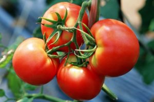 As melhores variedades de tomates selecionados Kirov para estufas e terrenos abertos