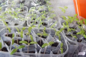 Pflanzen und Tipps zum Anbau von Tomaten nach der Galina Kizima-Methode