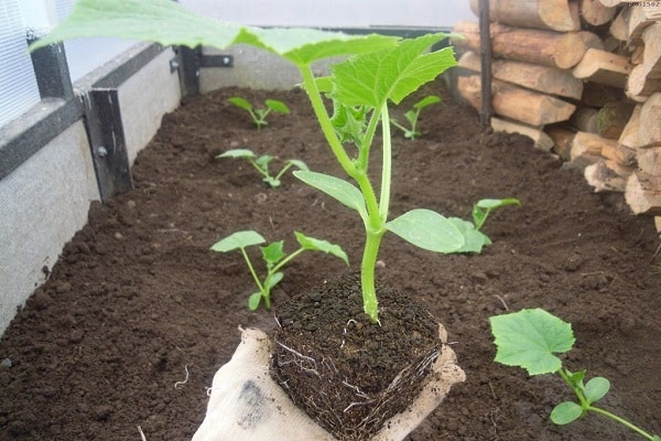 seeds sprouted