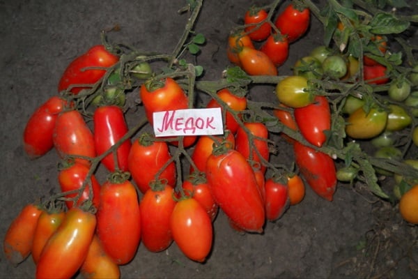 słodki miód