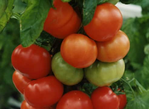 Tomatenbüsche Titanic f1