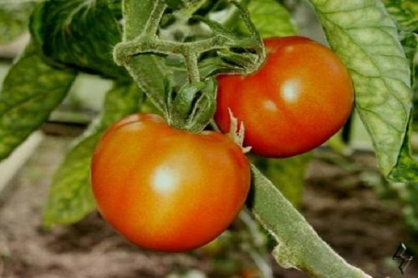 early ripe Alpatiev