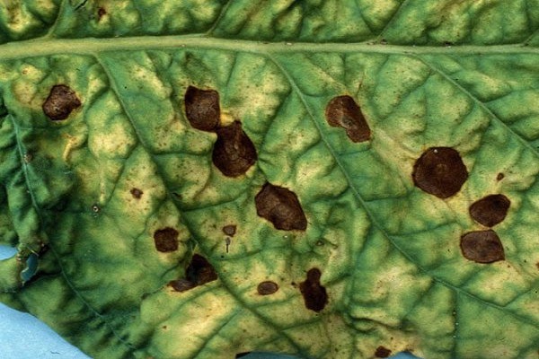 cladosporium fúngico