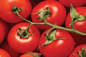 Kjennetegn og beskrivelse av tomatvarianten til Tarasenko-hybrid, dens utbytte