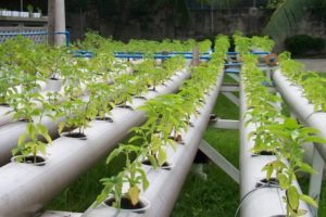 زراعة الطماطم في الزراعة المائية واختيار المحلول وأفضل الأصناف