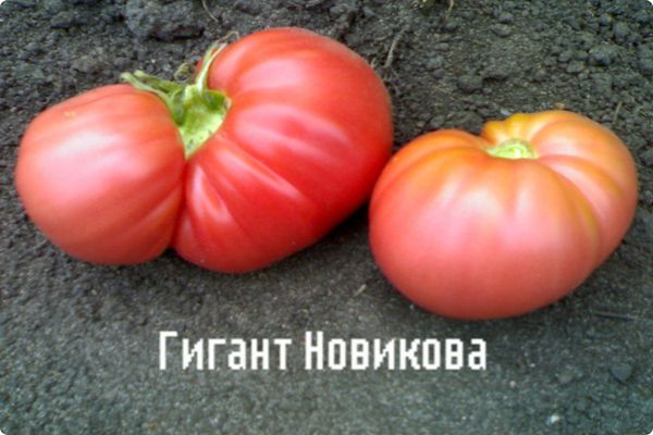 гигант Новикова