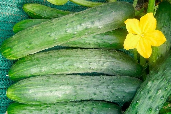 Zozulya selbst