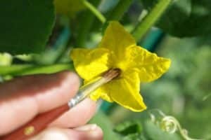 How to manually pollinate cucumbers at home and is it necessary