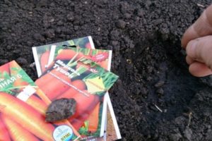 Wie man Karotten mit Samen auf freiem Feld richtig pflanzt