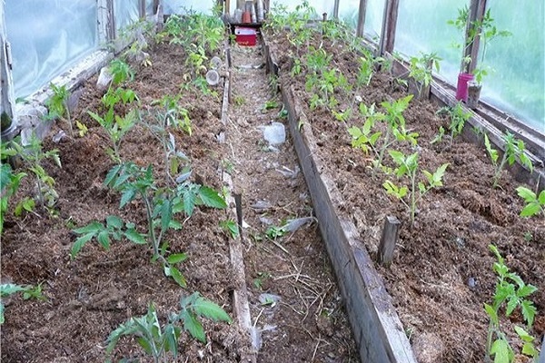  Tomaten pflanzen