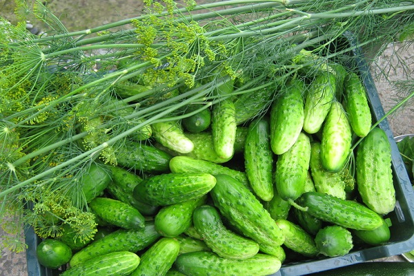 một vụ thu hoạch bội thu