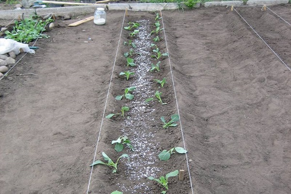 Bett von Top Dressing