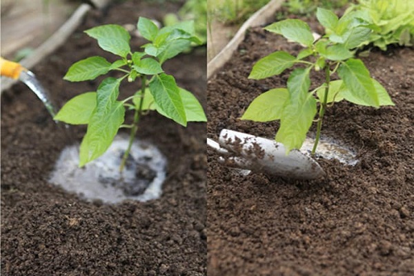 fertilization