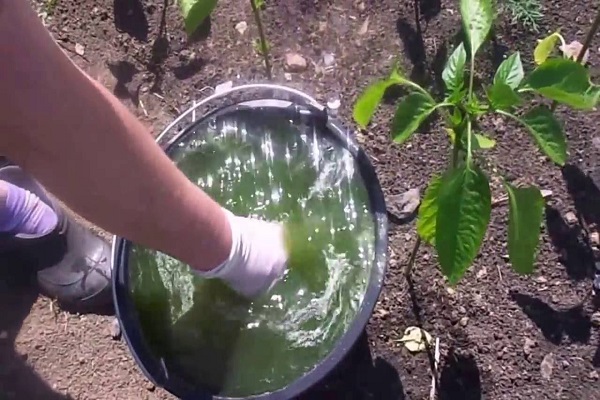 feeding pepper
