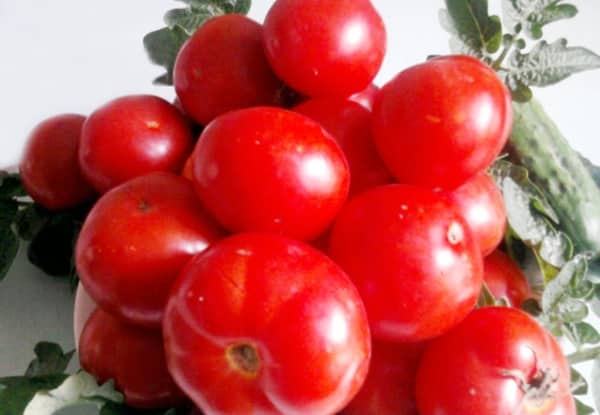 tomates corneta