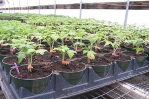 Instruções sobre como usar Kornevin ao colher tomates