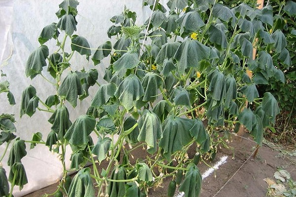 choroba grzybicza