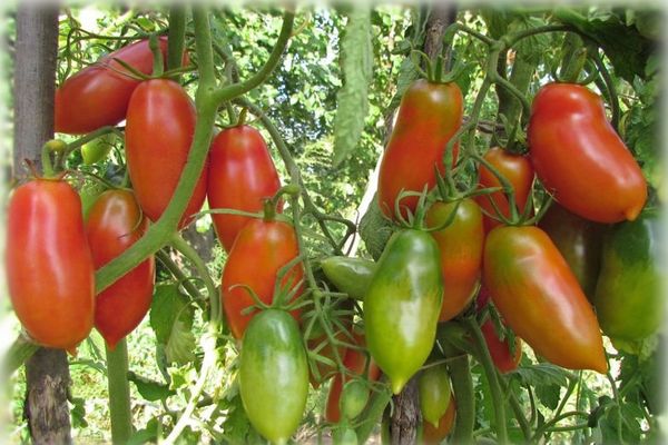 гајење рајчице