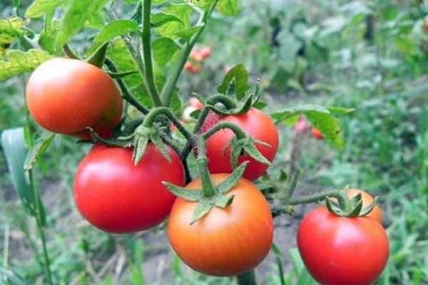 αυξανόμενοι κανόνες