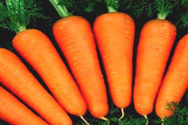 carrot abaco