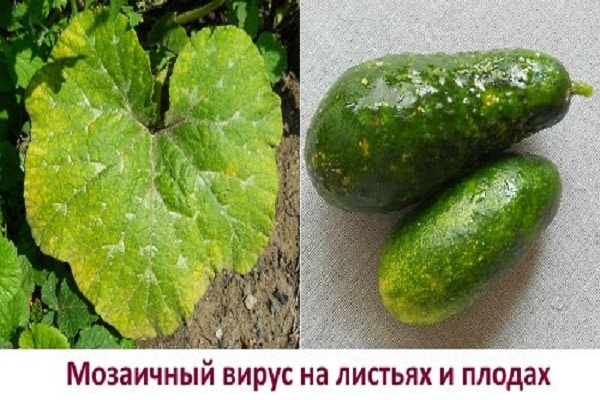 ужасна болест