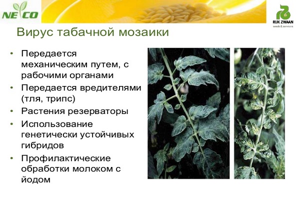 дувански мозаик