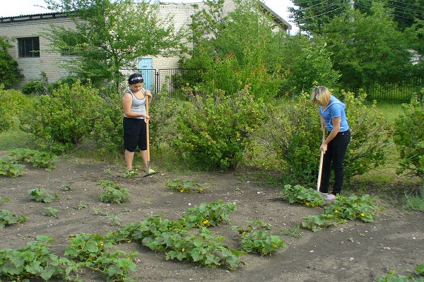 weeding cucumbers