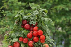 As melhores variedades de tomate cereja de baixo crescimento para terreno aberto