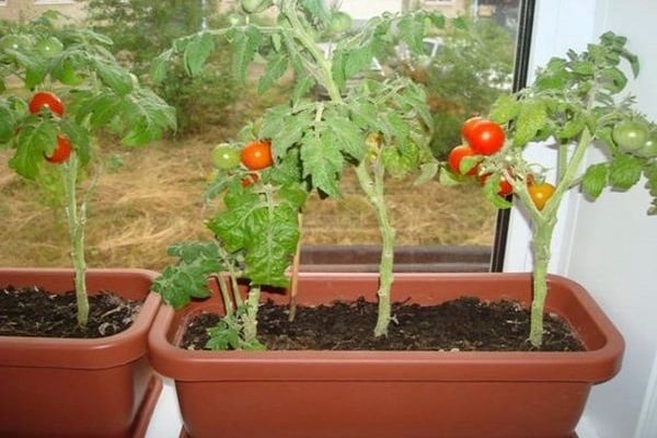 Preiselbeeren in Zucker
