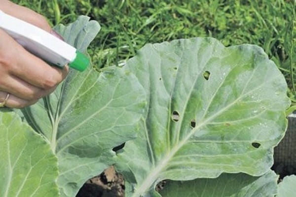 Kohl verarbeiten
