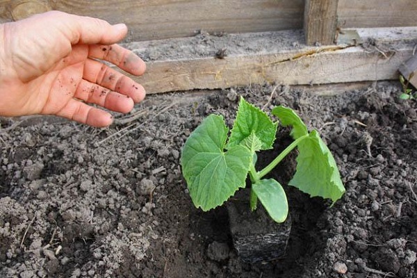  seed germination