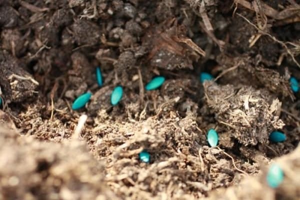 cupid seeds