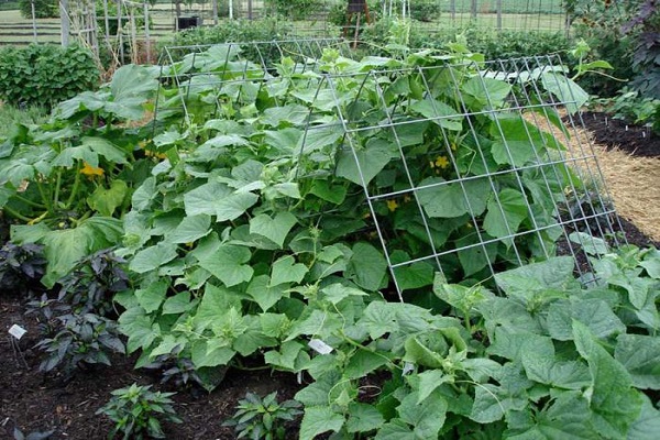 lattice in the bushes