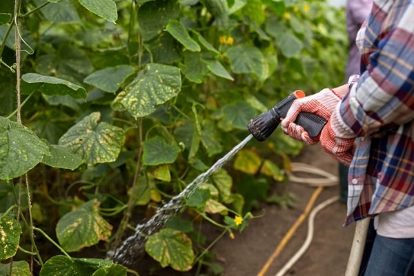 watering in hands