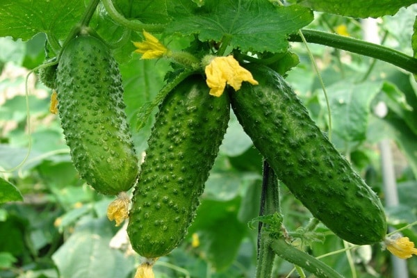 soil mixture for seedlings