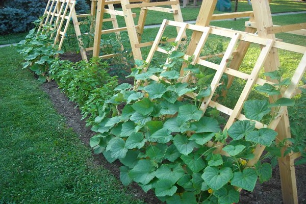 agrotechnical recommendations