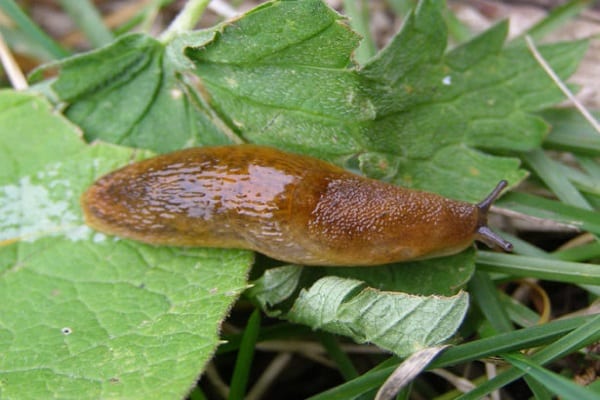 slug rampant