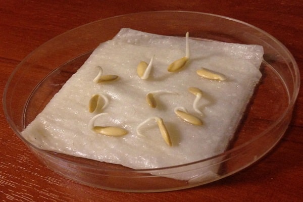 sow seeds