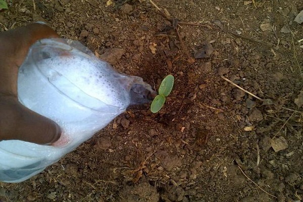 watering from a glass