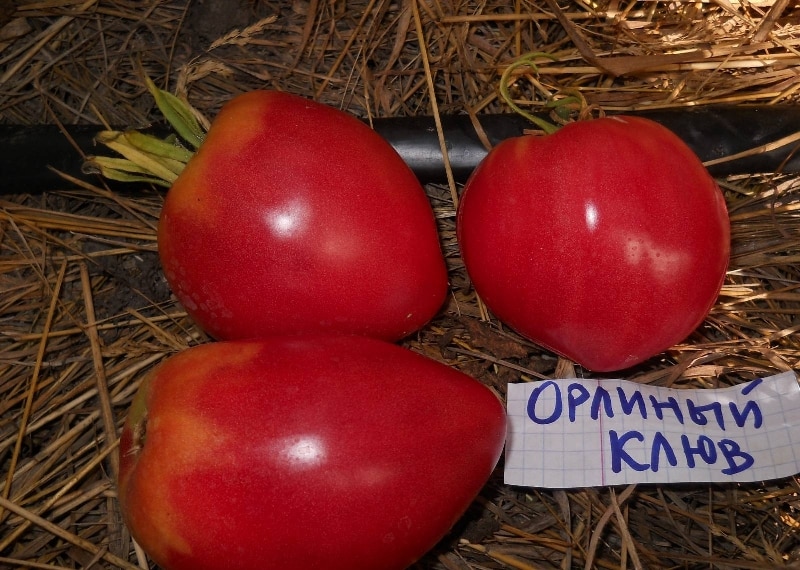кљун парадајз орао