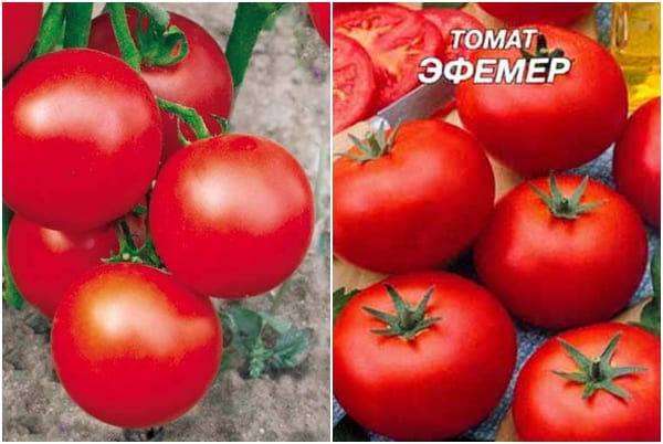 семена от домати Ephemer