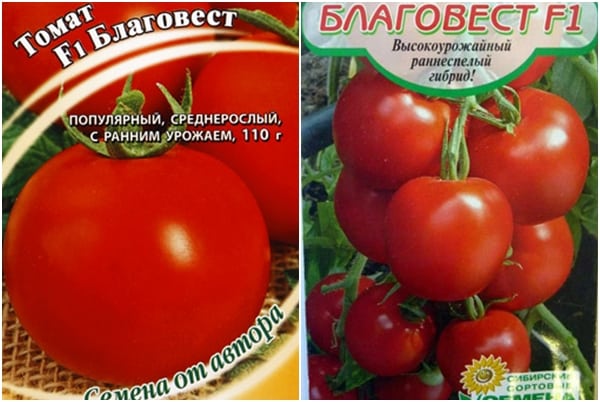 семе парадајза Благовест Ф1