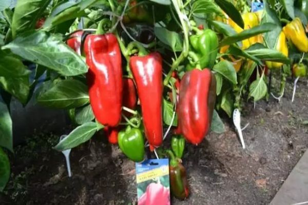 growing pepper