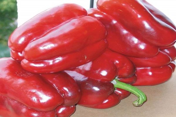 pepper cultivation and care